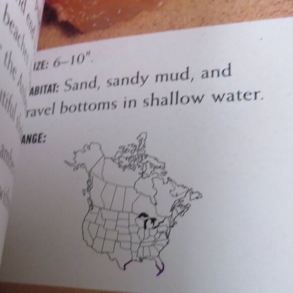 Sea Shells First Field Guide National Audubon Society 2000 LIKE NEW - Picture 9 of 15